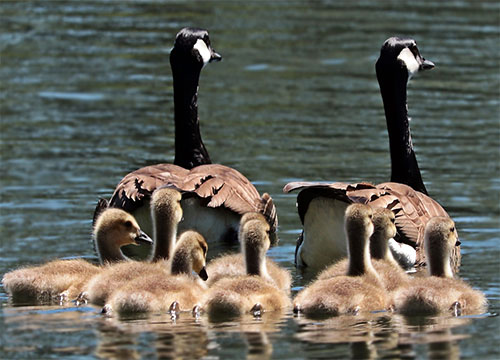Familienrecht